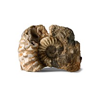 Natural History - British Polished Ammonite Display
