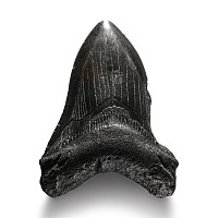 Natural History - Megalodon Giant Shark Fossil Tooth