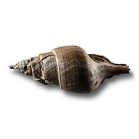 Natural History - Large Fossil Clavilithes Gastropod
