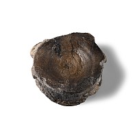 Natural History - Fossil Icthyosaur 'Marine Dinosaur' Vertebra