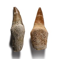 Natural History - Fossil Mosasaur 'Marine Dinosaur' Tooth Group