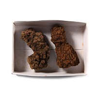 Natural History - Fossil Turtle Coprolite Group