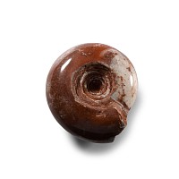 Natural History - Polished Fossil Ammonoid