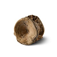 Natural History - Large Fossil Shark Vertebra