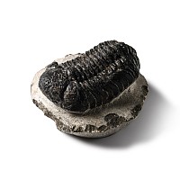 Natural History - Fossil Rana Trilobite