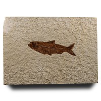 Natural History - Knightia Fossil Fish