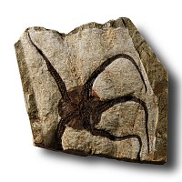Natural History - Fossil Brittle Star