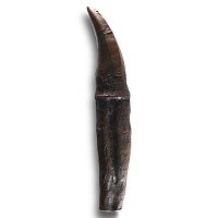 Natural History - Large T-Rex Tooth with Root Replica