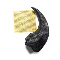 Natural History - UK Baryonyx Hand Claw Replica