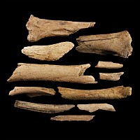 Natural History - British Bison Bone Group