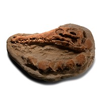 Natural History - Fossil Crocodile Skull and Vertebrae