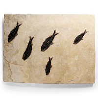Natural History - Large Multi Fossil Fish Plate