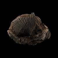 Natural History - British Fossil Scallop