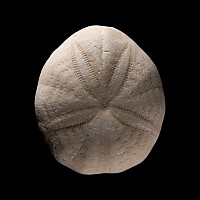 Natural History - Fossil Sea Urchin