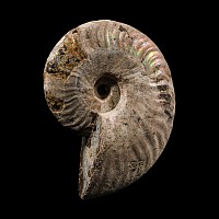 Natural History - Iridescent Fossil Ammonite