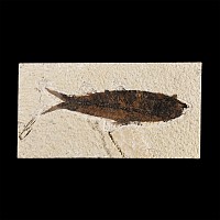 Natural History - Knightia Fossil Fish