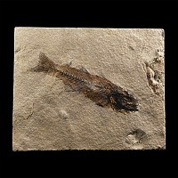 Natural History - Knightia Fossil Fish