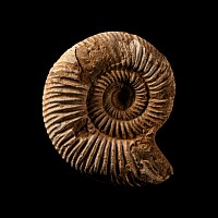 Natural History - Fossil Double Perisphinctes Ammonite