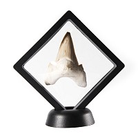 Natural History - Otodus Shark Fossil Tooth in Frame