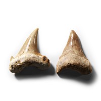 Natural History - Otodus Shark Fossil Tooth Pair
