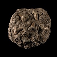 Natural History - Otodus Shark Fossil Teeth on Matrix