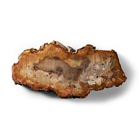 Natural History - Polished Fossil Wood Slice