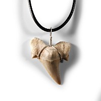 Natural History - Otodus Fossil Shark Tooth Necklace