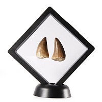 Natural History - Fossil Mosasaur Marine Dinosaur Tooth Display