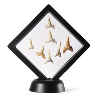 Natural History - Fossil Sand Shark Tooth Display