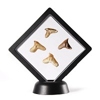 Natural History - Fossil Tiger Shark Tooth Display