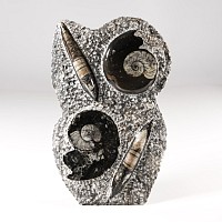 Natural History - Polished Fossil Goniatite and Orthoceras Stand