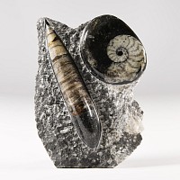 Natural History - Polished Fossil Goniatite and Orthoceras Stand