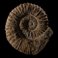 Natural History - Large Fossil Agadir Ammonite