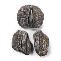 Natural History - Fossil Orthoceras on Matrix Group