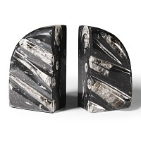Natural History - Polished Fossil Orthoceras Book Ends
