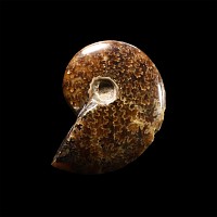 Natural History - Polished Fossil Ammonite