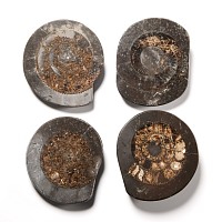 Natural History - Whitby Dac Fossil Ammonite Group