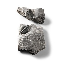 Natural History - Fossil Elrathia Kingii Trilobite Group