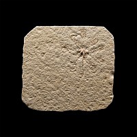 Natural History - Fossil Starfish