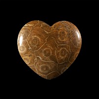Natural History - Polished Fossil Coral Head Heart