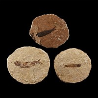 Natural History - Knightia Fossil Fish Group