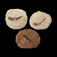 Natural History - Knightia Fossil Fish Group