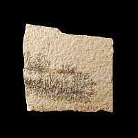 Natural History - Pyrolosite Dendrites on Matrix