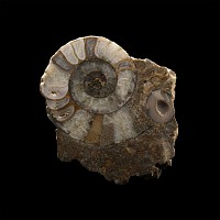 Natural History - British Polished Fossil Ammonite