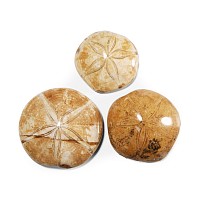 Natural History - Polished Fossil Sand Dollar Group