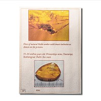 Natural History - Insect in Baltic Amber