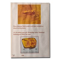 Natural History - Insect in Baltic Amber