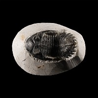 Natural History - Fossil Hollardops Trilobite