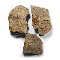 Natural History - Fossil Starfish Group
