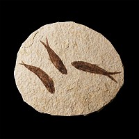 Natural History - Knightia Fossil Multi Fish Plate